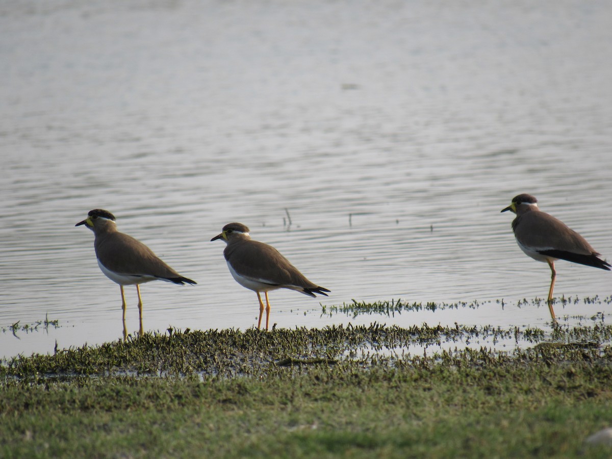 Yellow-wattled Lapwing - ML79753431