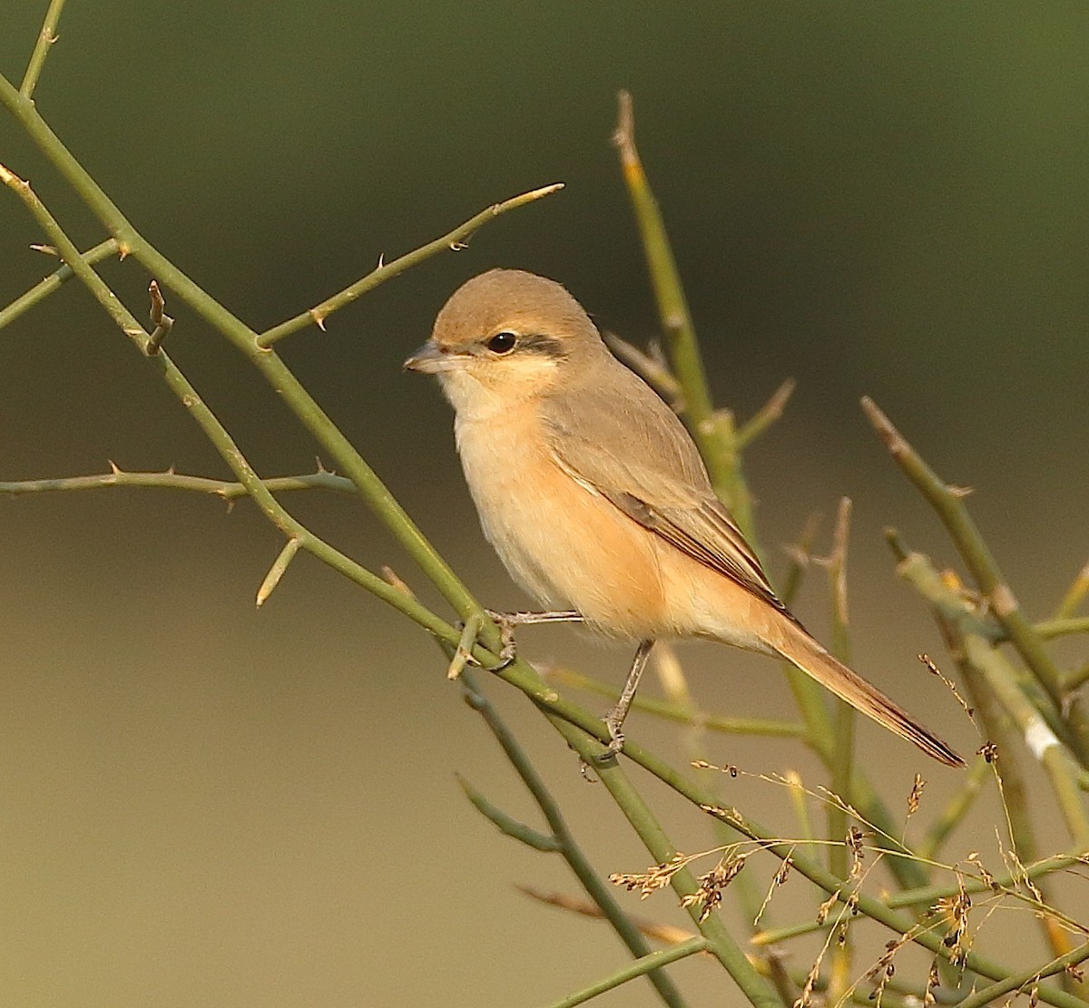 Red-tailed/Isabelline Shrike - ML79754491