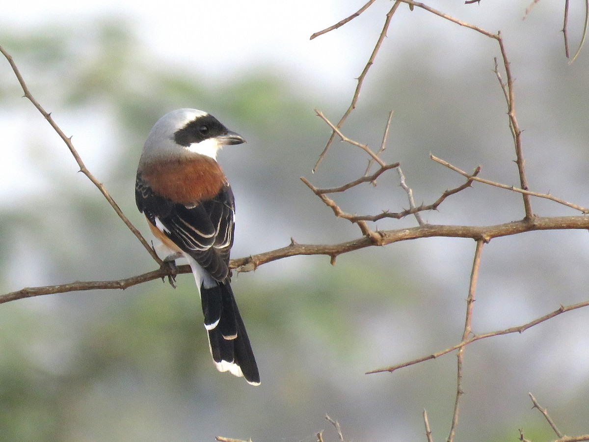 Bay-backed Shrike - Selvaganesh K