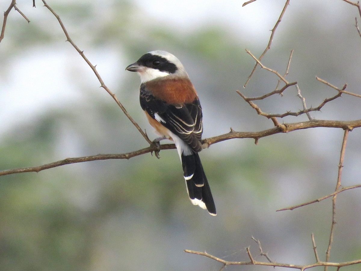 Bay-backed Shrike - Selvaganesh K