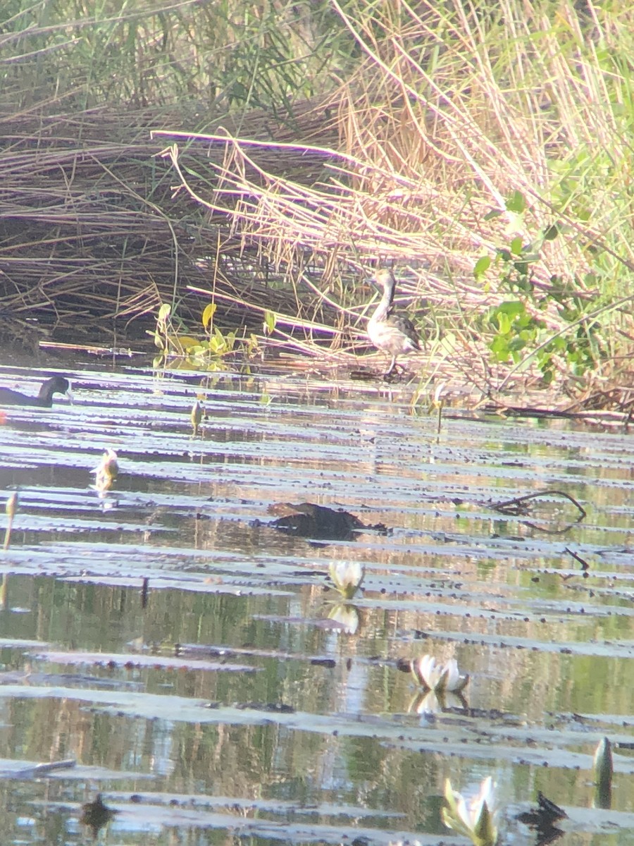 Fulvous Whistling-Duck - ML79755841