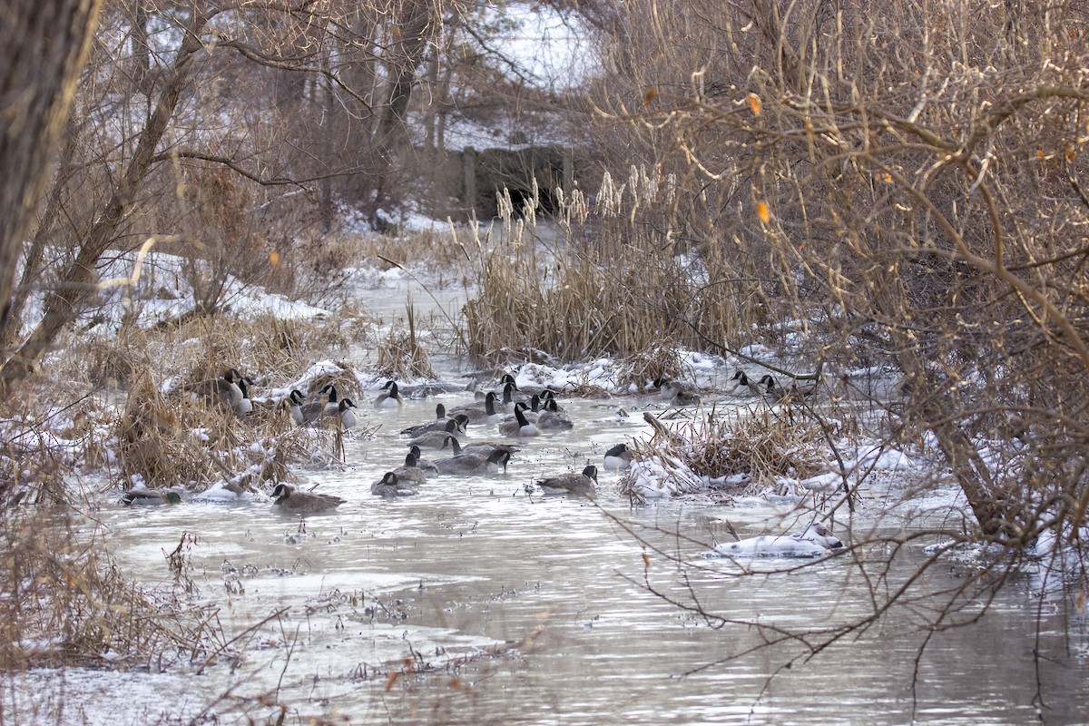 Canada Goose - ML79756811