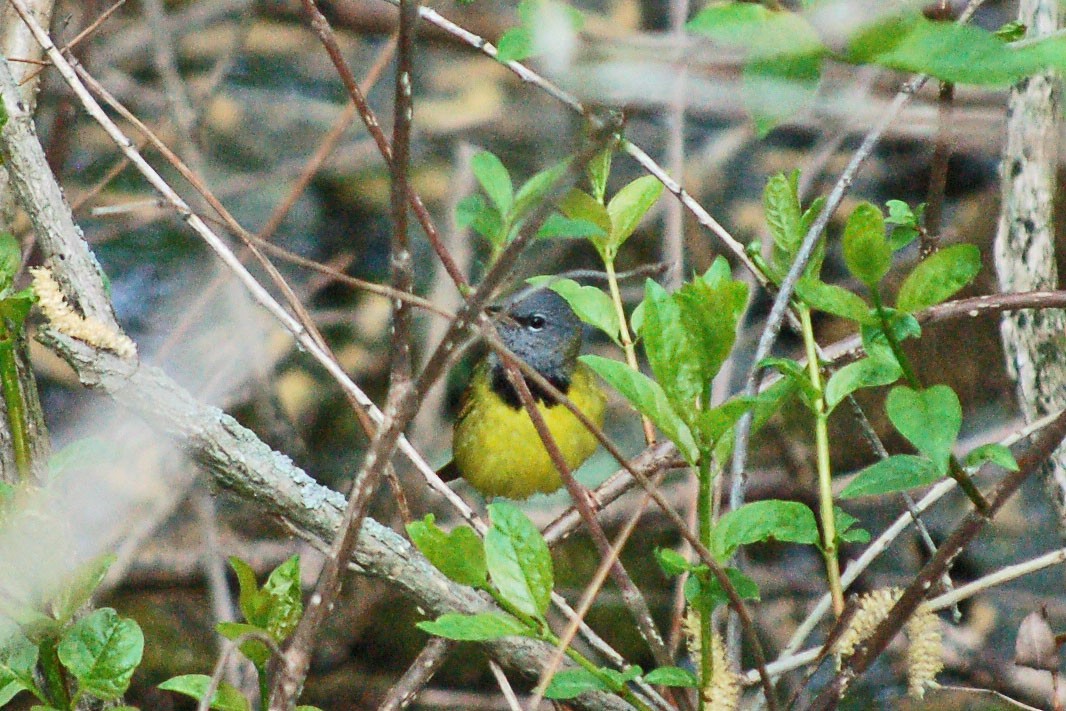 Mourning Warbler - ML79756851