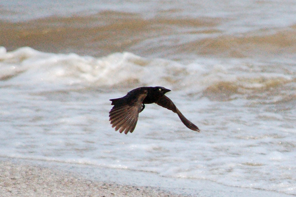 Common Grackle - ML79757041