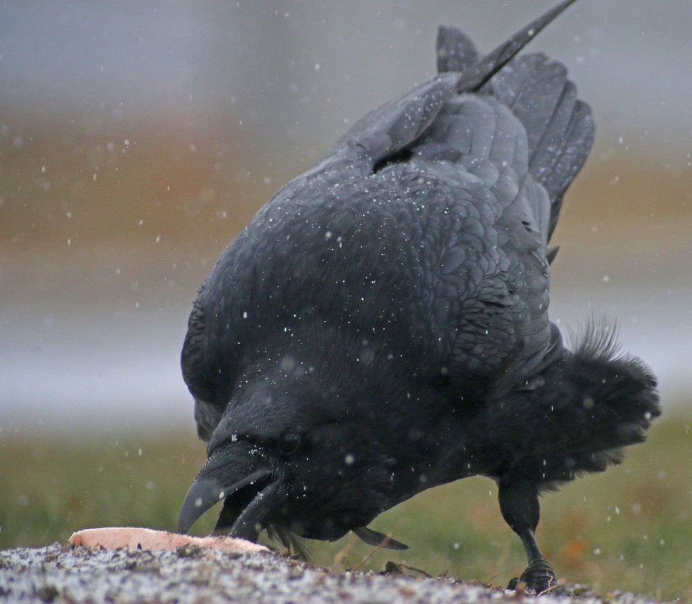 Common Raven - ML79757431