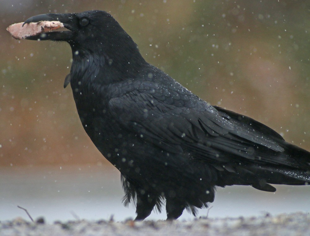 Common Raven - Corey Finger