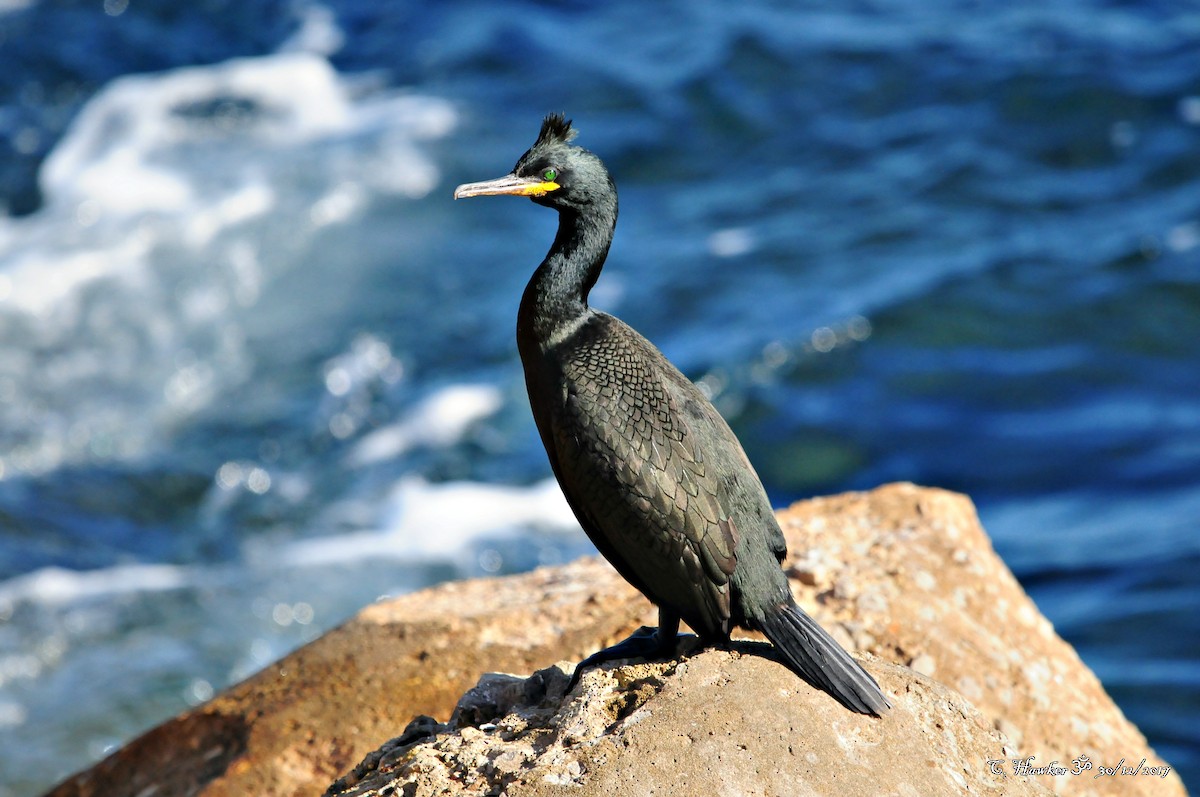 European Shag - Carl  Hawker