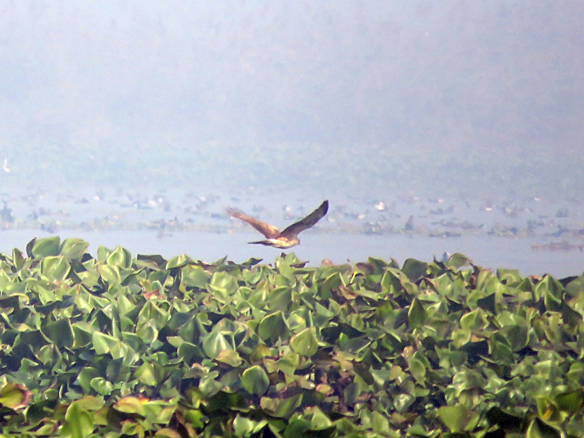 Hen Harrier - ML79762081