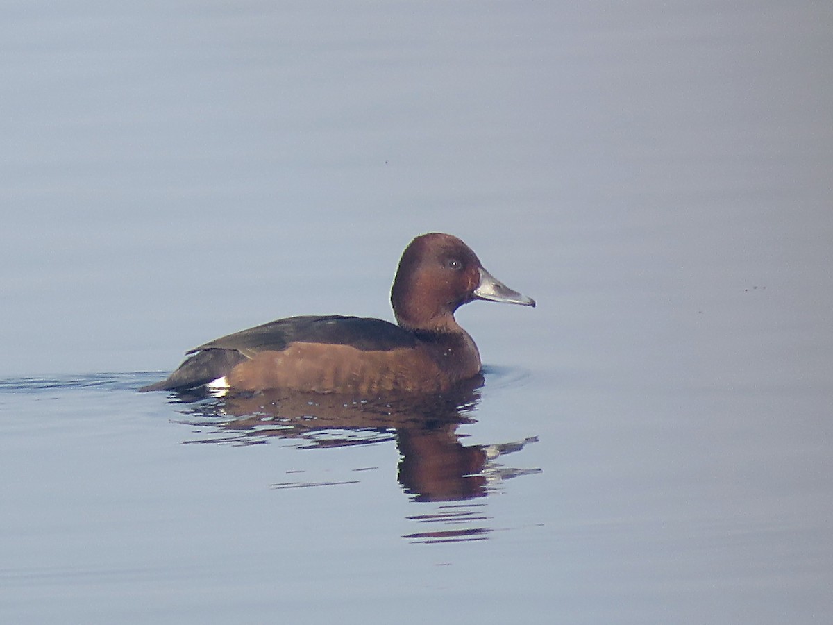 Ferruginous Duck - ML79762391