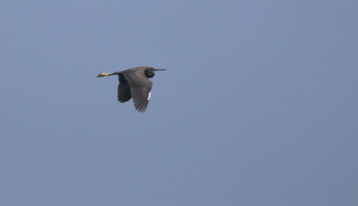 Little Egret (Dimorphic) - ML79764021