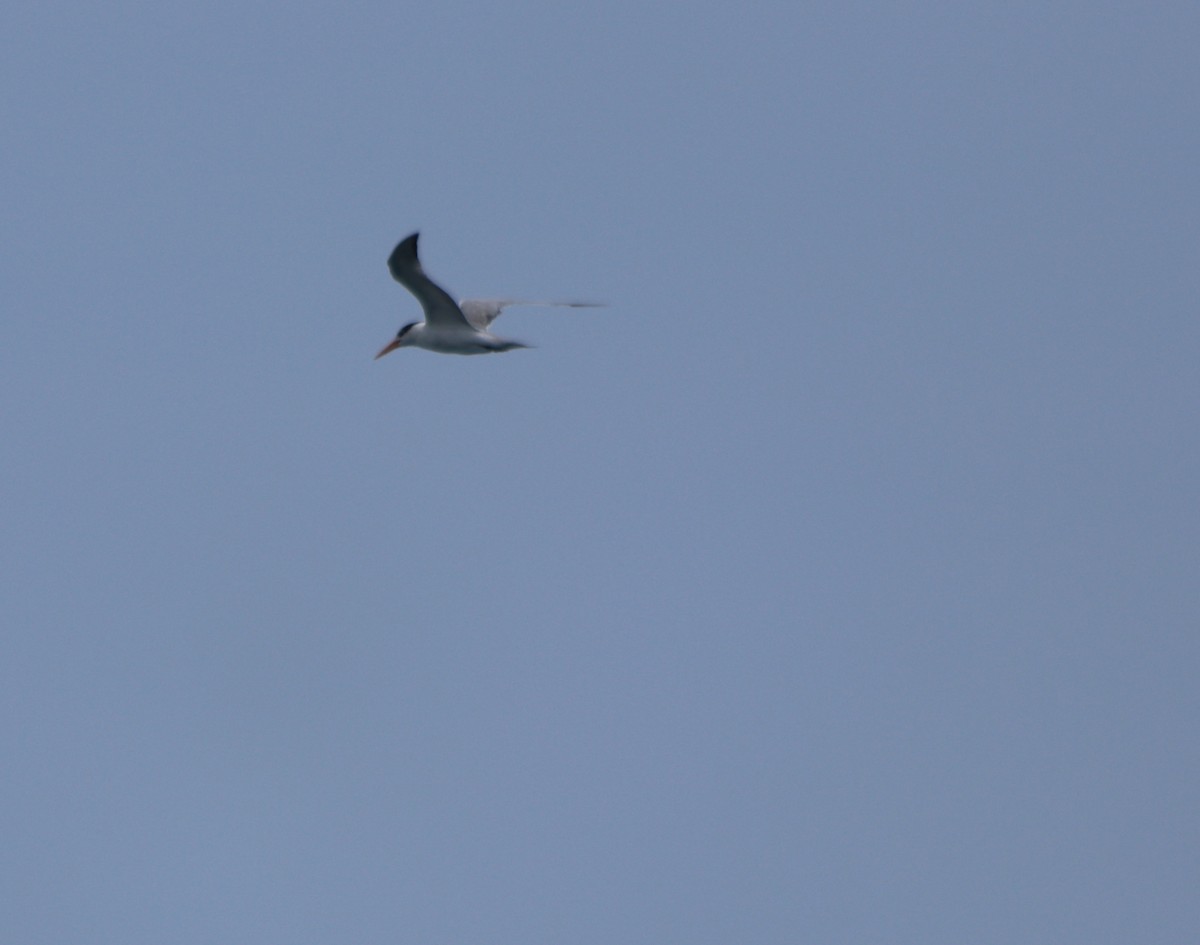 Lesser Crested Tern - ML79764071