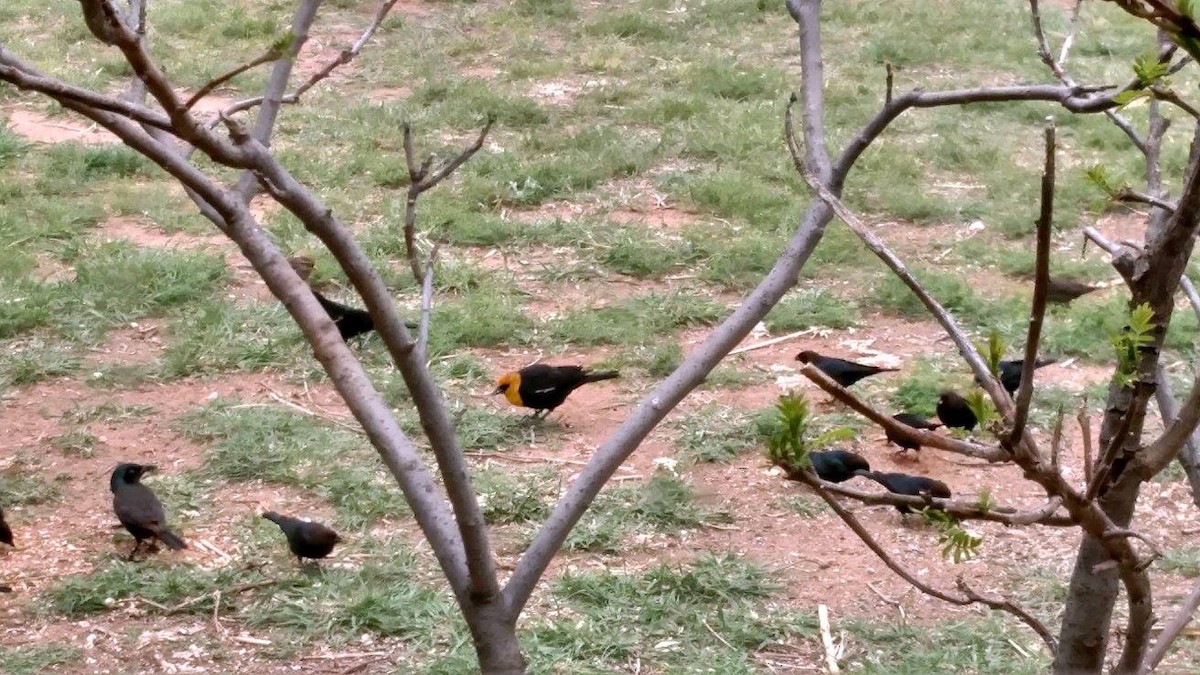 Yellow-headed Blackbird - ML79764341