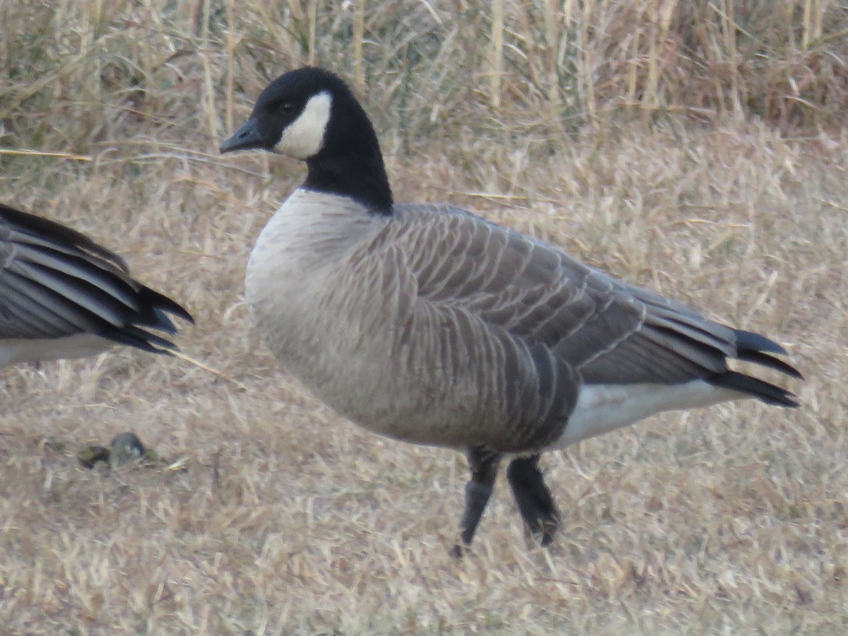 Cackling Goose - Kyle Klotz