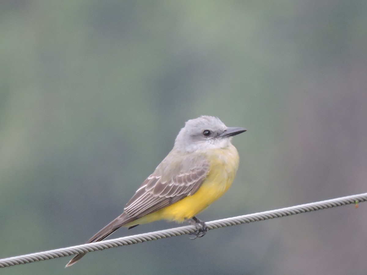 Tropical Kingbird - ML79765851