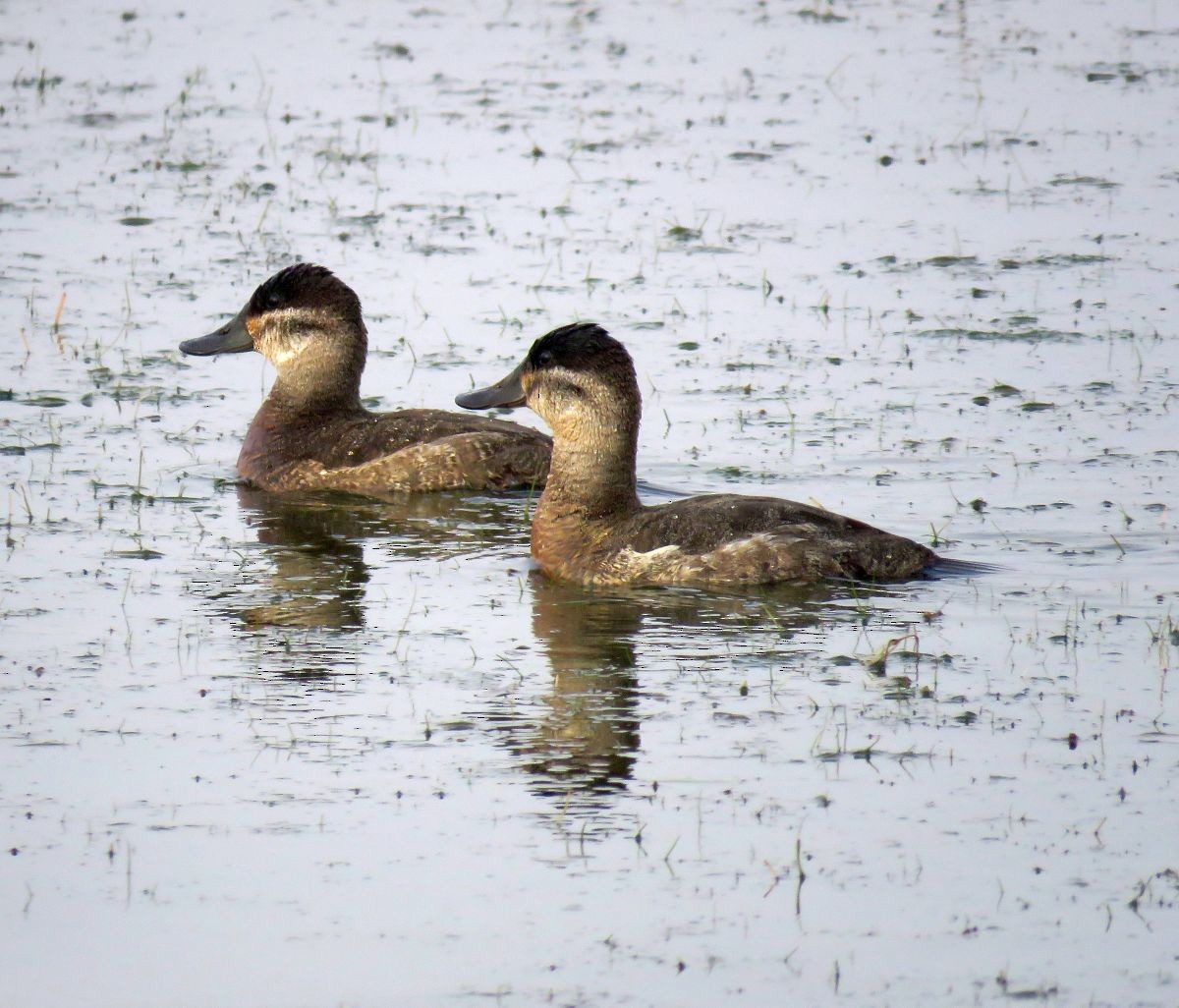 Ruddy Duck - Chris Butler