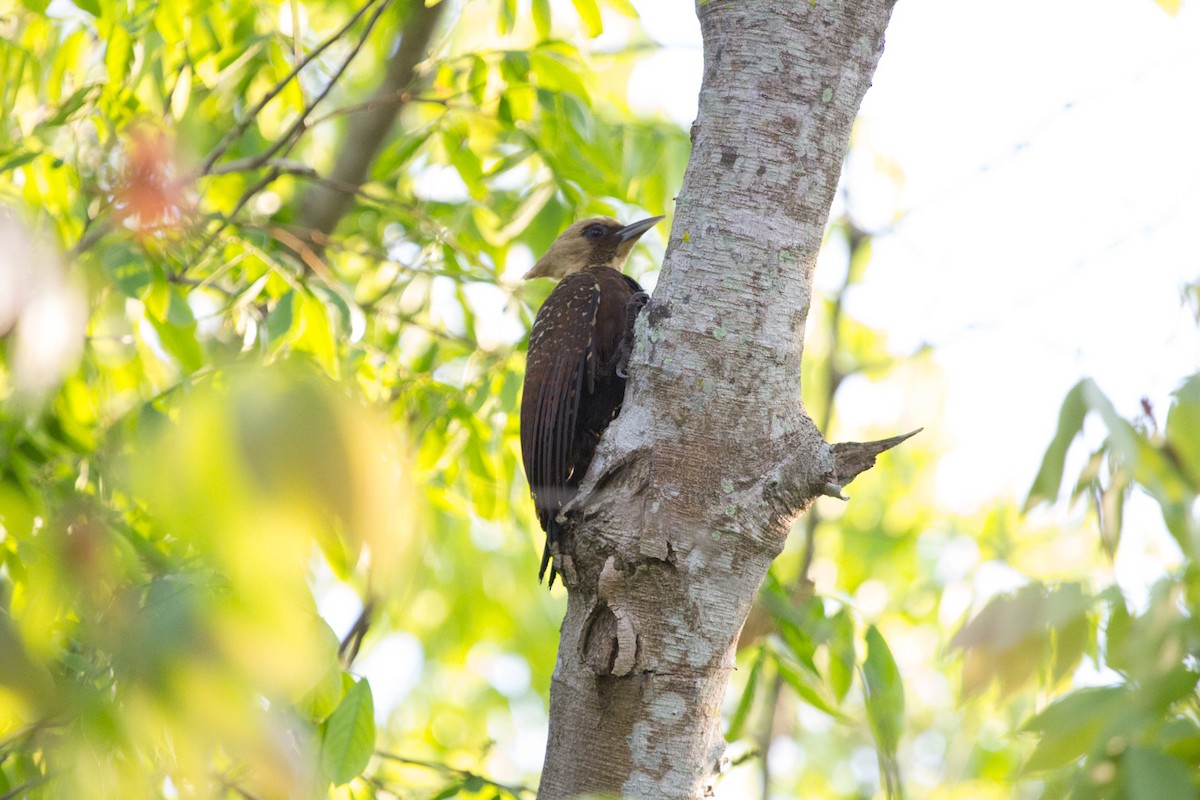 Pale-crested Woodpecker - Lindy Fung