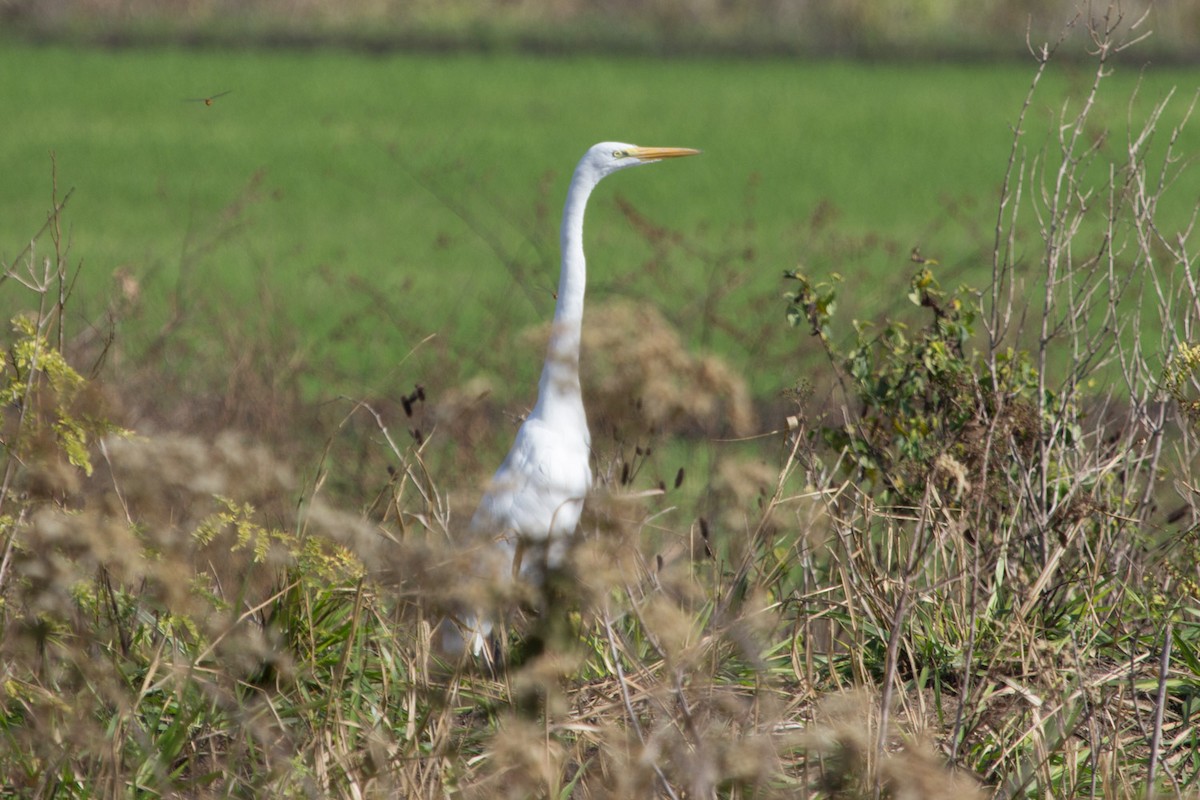 Great Egret - Lindy Fung