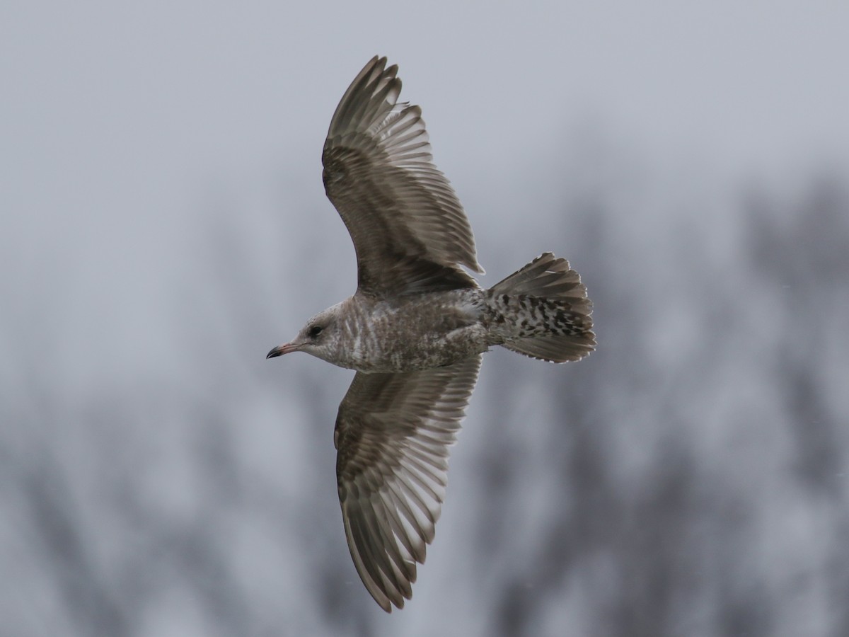 Short-billed Gull - Paul Jacyk