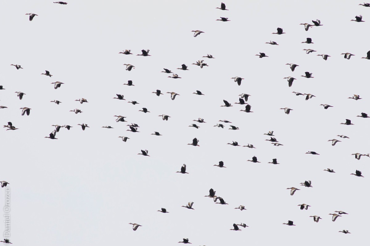 Black-bellied Whistling-Duck - ML79769331