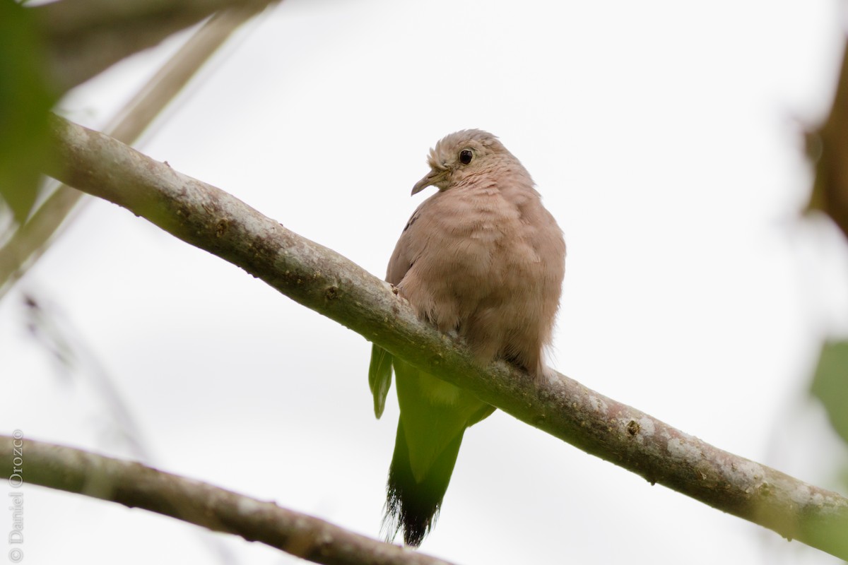 Ecuadorian Ground Dove - ML79769611