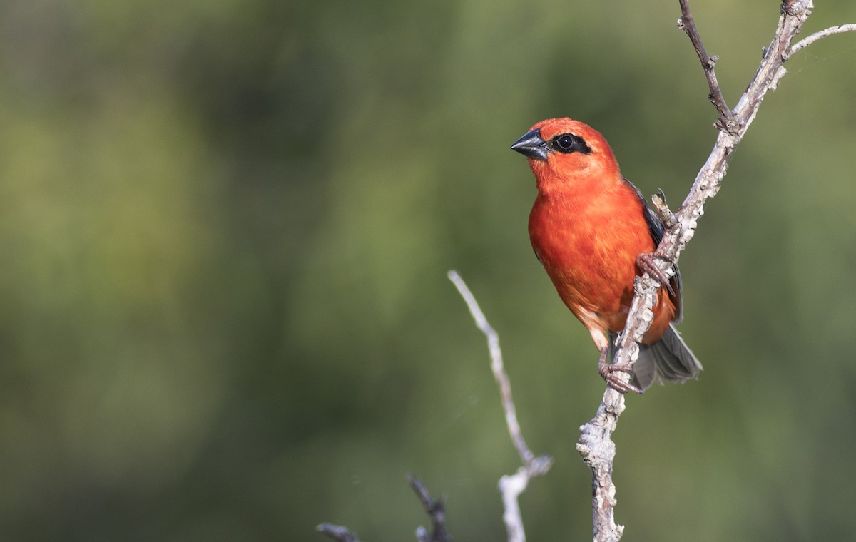 Red Fody - ML79771331