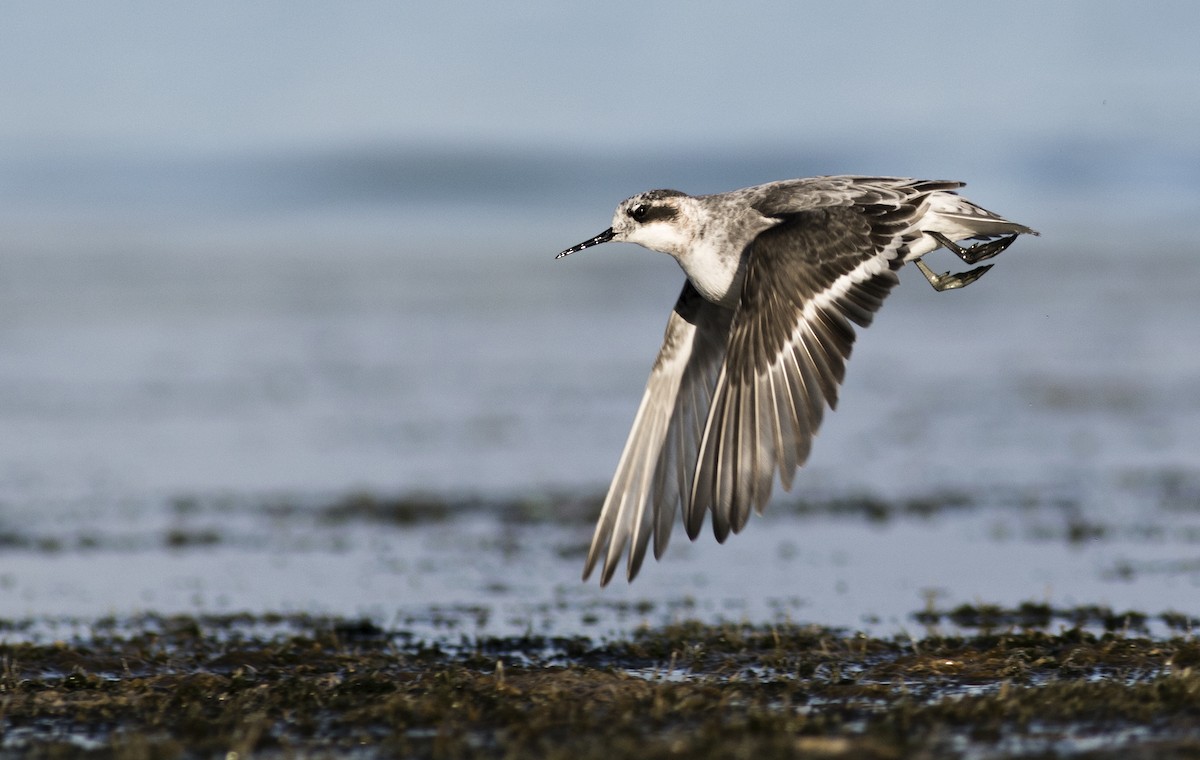 Red-necked Phalarope - ML79771511