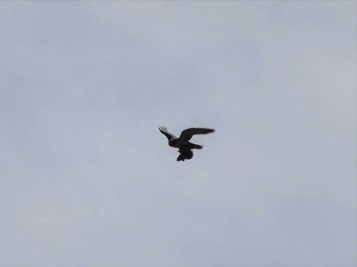 Peregrine Falcon - ML79771571