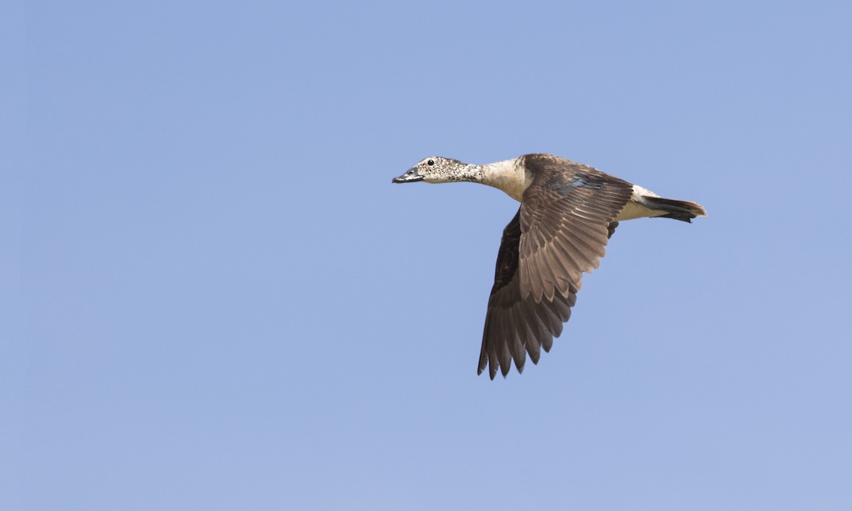 Knob-billed Duck - Zak Pohlen