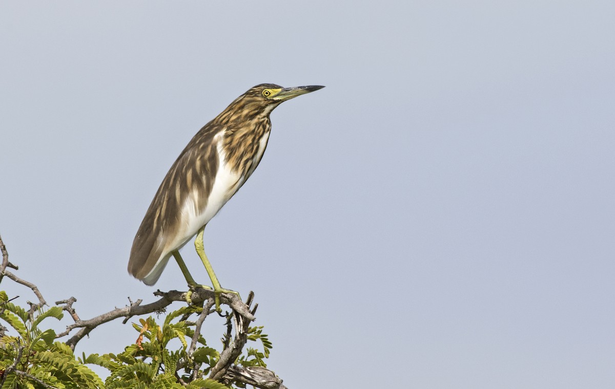 Malagasy Pond-Heron - Zak Pohlen