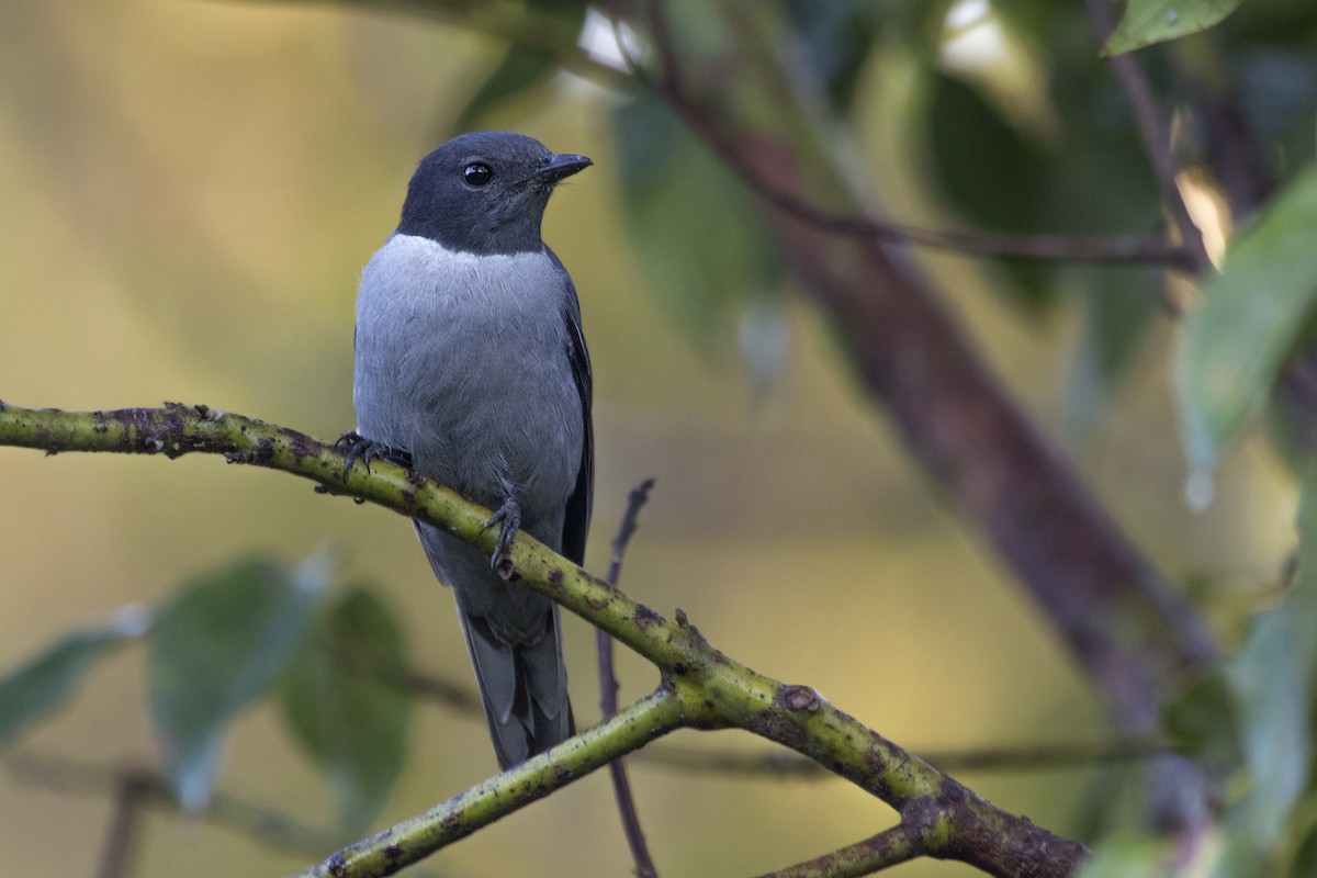 Madagascar Cuckooshrike - Zak Pohlen