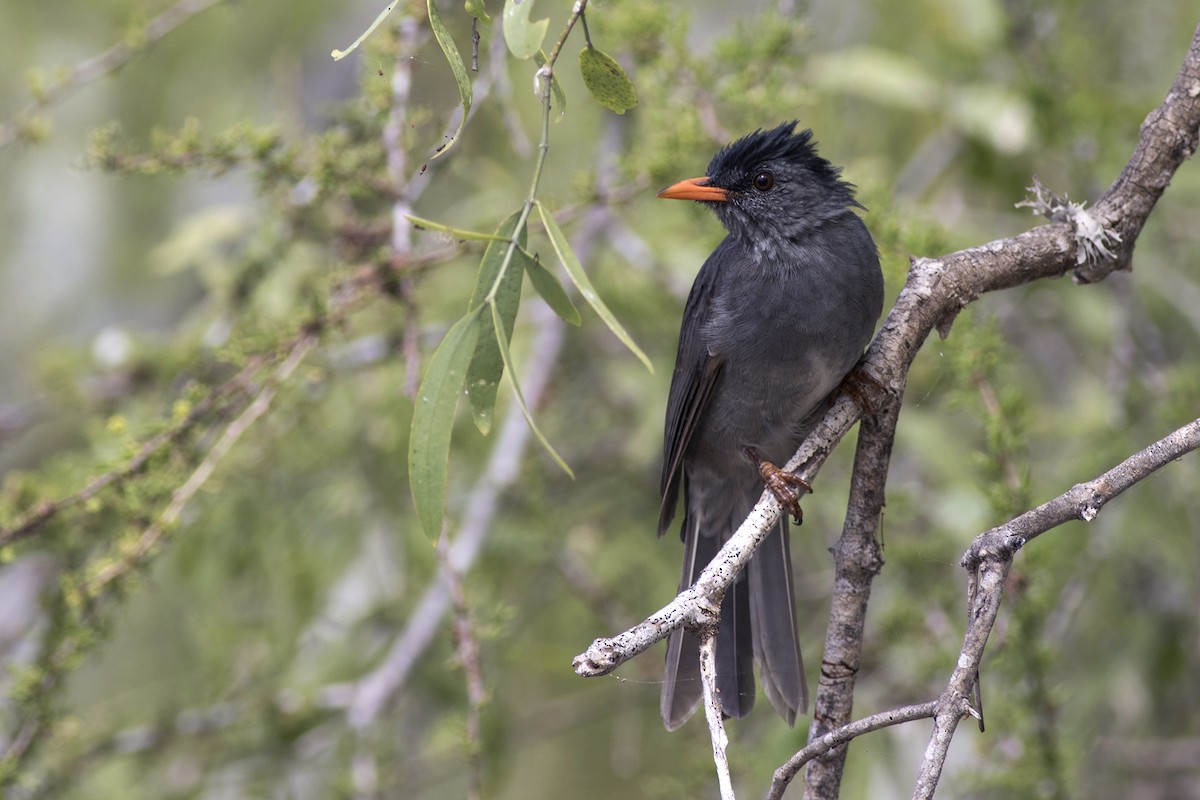 Malagasy Bulbul - Zak Pohlen