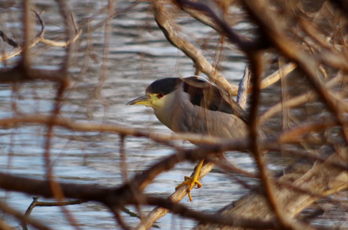 Black-crowned Night Heron - Alex Patia