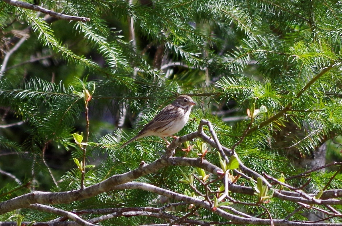 Vesper Sparrow - ML79773171