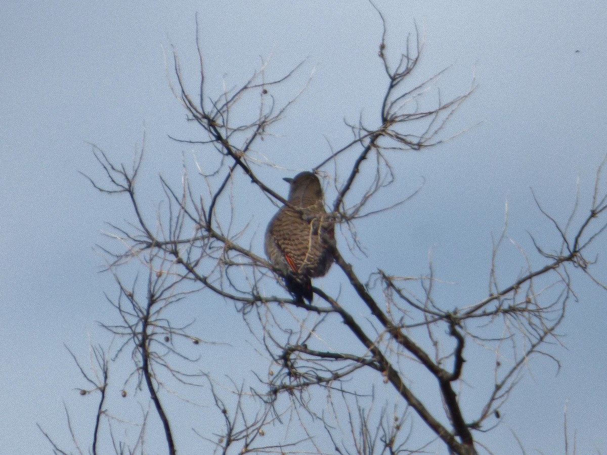 Northern Flicker - ML79774631