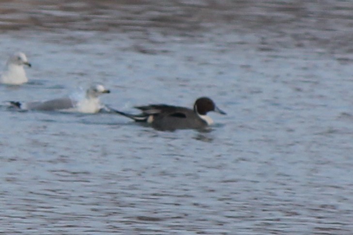 Northern Pintail - Kenny Frisch