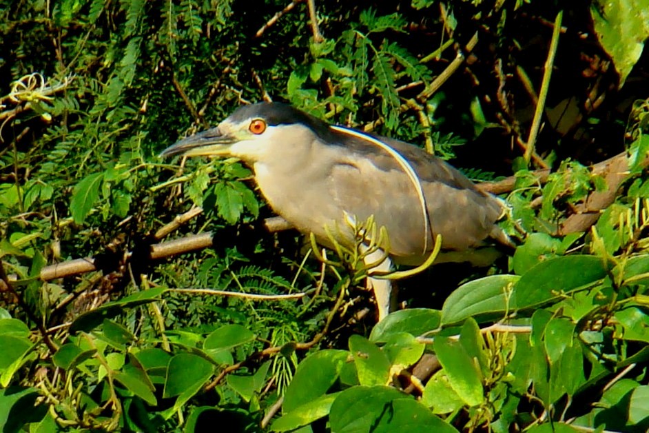 Black-crowned Night Heron - ML79776751