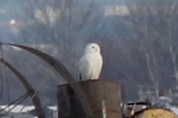 Snowy Owl - ML79777611