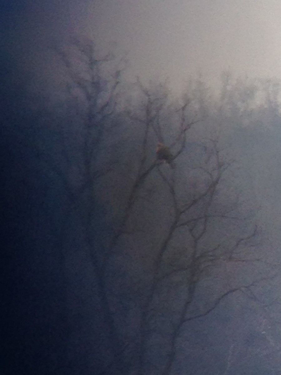 Rough-legged Hawk - ML79777741
