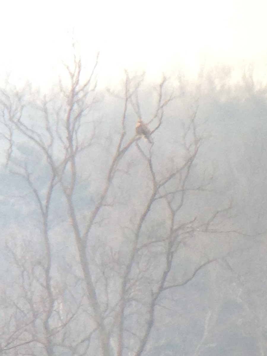 Rough-legged Hawk - ML79777751
