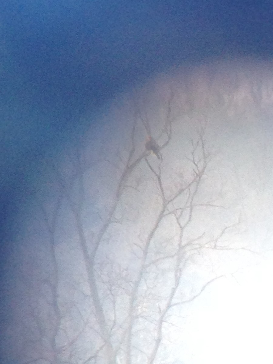 Rough-legged Hawk - ML79777761
