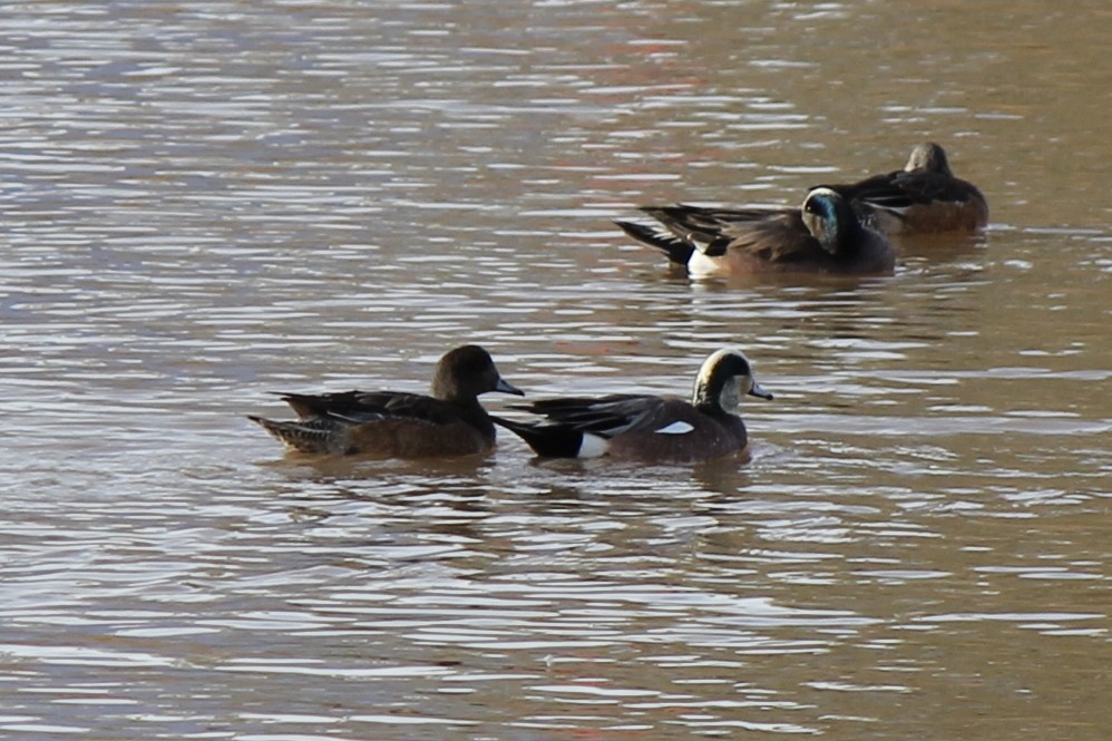 American Wigeon - ML79777941