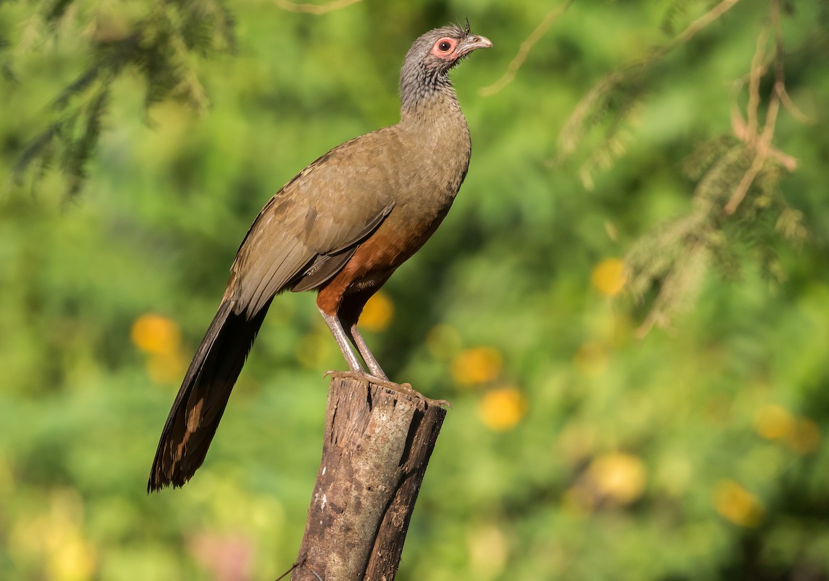 Rufous-bellied Chachalaca - ML79778281