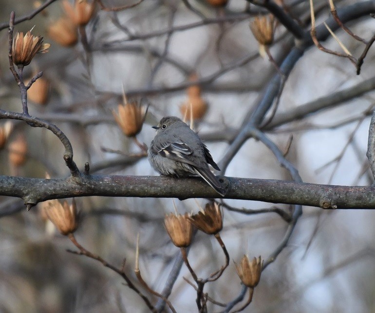 Townsend's Solitaire - ML79779721