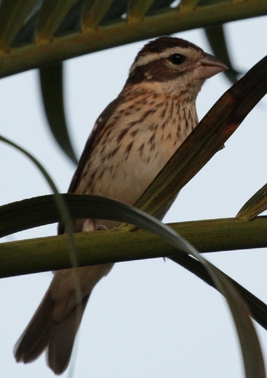 Rose-breasted Grosbeak - Vasco Valadares