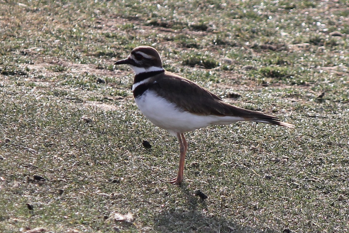 Killdeer - ML79779891