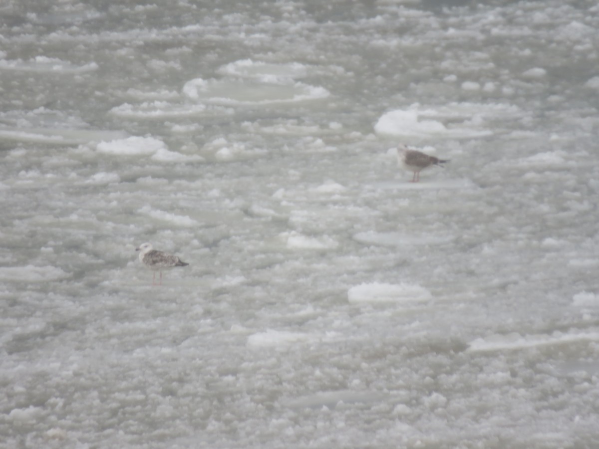 Great Black-backed Gull - ML79780331