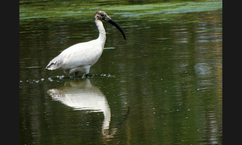ibis černohlavý - ML79780831