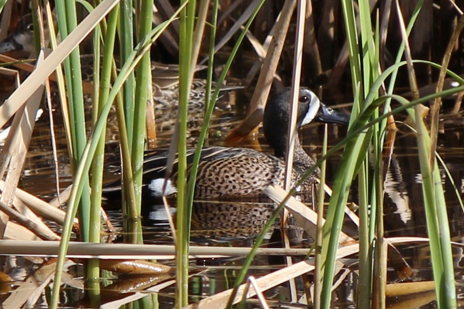 Blue-winged Teal - Kenny Frisch