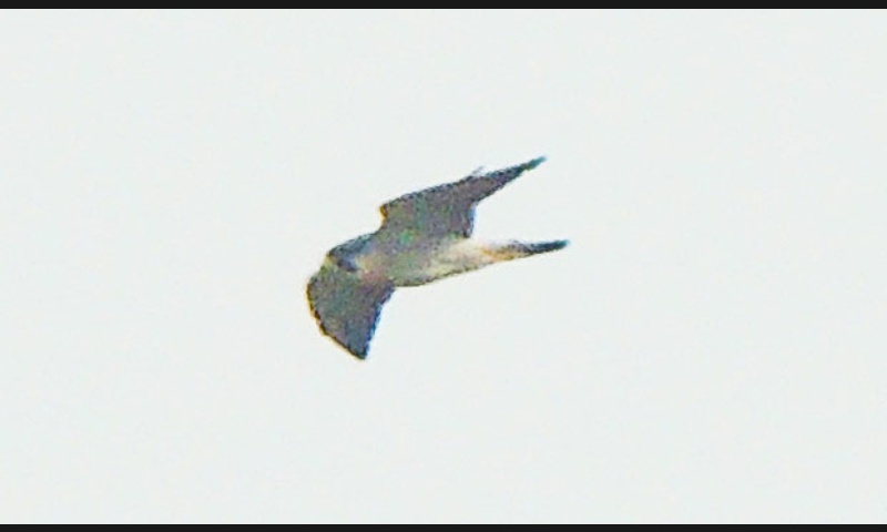 Peregrine Falcon - ML79781411