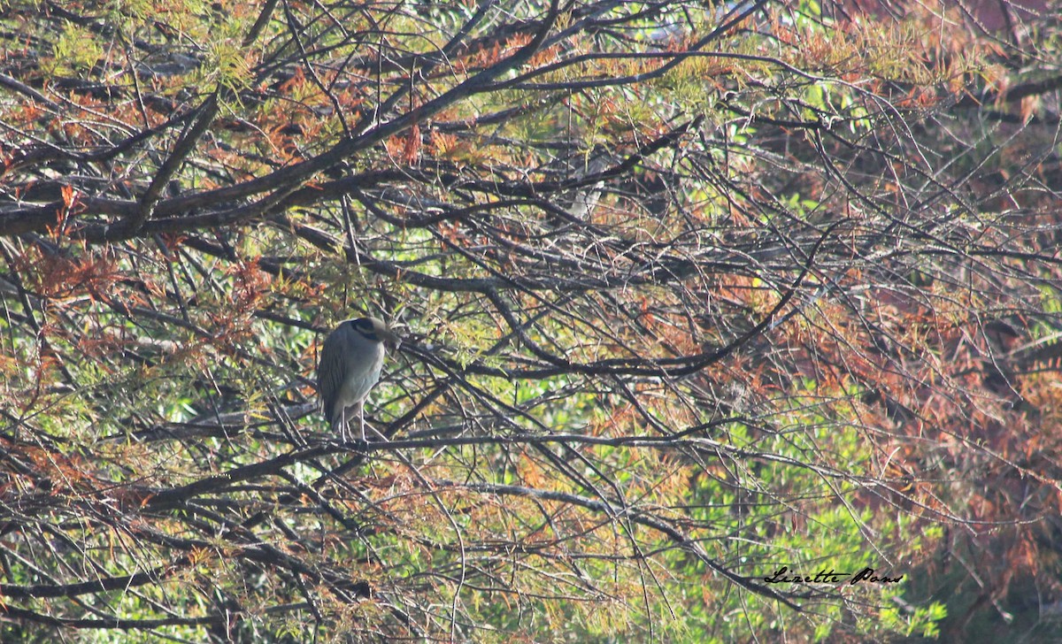 Yellow-crowned Night Heron - ML79781711